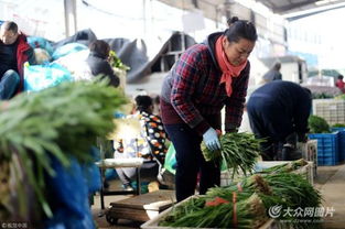 濟(jì)南實(shí)行“雙證制”管理，守護(hù)韭菜安全從源頭抓起