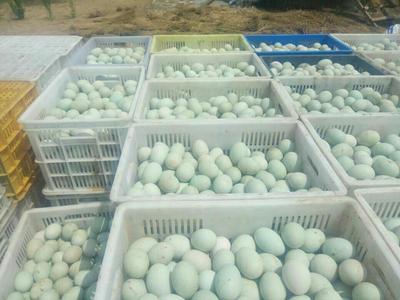 青殼紅心鮮鴨蛋 優(yōu)質(zhì)食用農(nóng)產(chǎn)品的批發(fā)之選